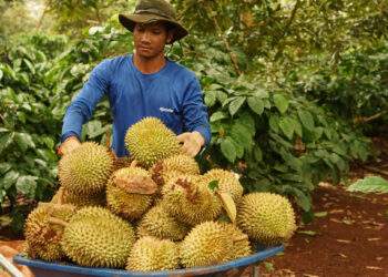 Vietnam durian exports tumble for 5th month as China squeeze continues