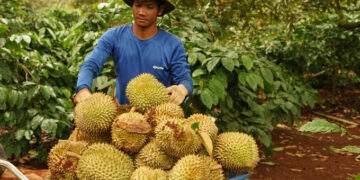Vietnam durian exports tumble for 5th month as China squeeze continues