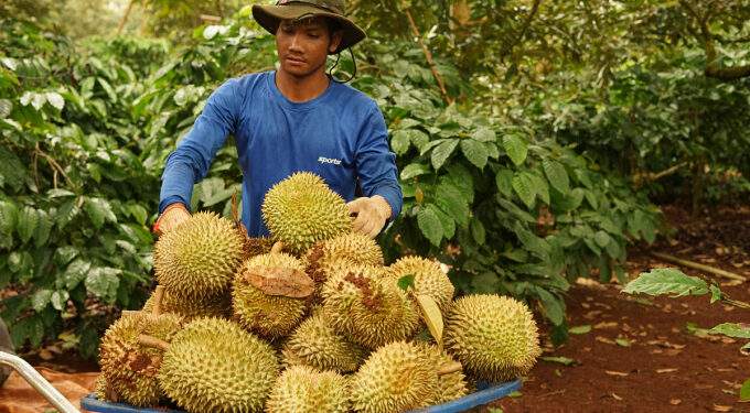 Vietnam durian exports tumble for 5th month as China squeeze continues