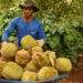 Vietnam durian exports tumble for 5th month as China squeeze continues
