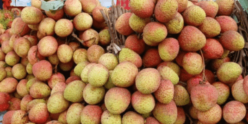 Vietnamese lychee debuts at US retail giant Costco