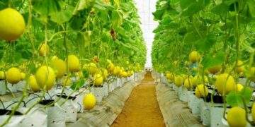 Vững bước từ nền tảng truyền thống