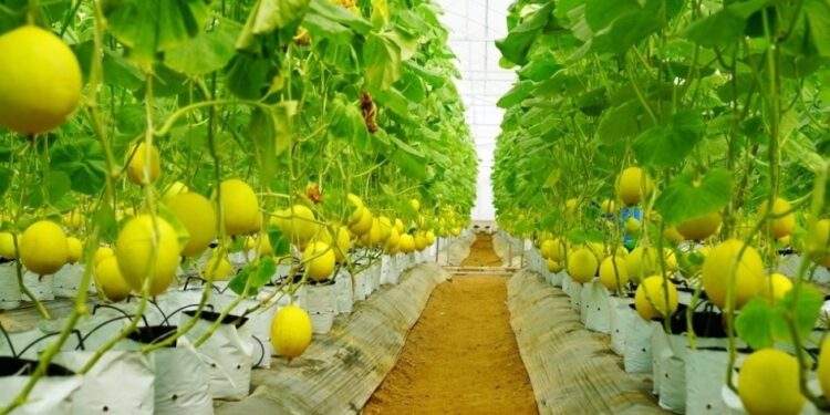 Vững bước từ nền tảng truyền thống
