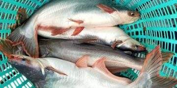Xuất khẩu cá tra tinh chế tăng mạnh và tiềm năng phát triển thị trường quốc tế