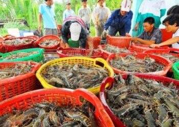 Xuất khẩu thủy sản tìm “vùng trú ẩn” giữa biến động thuế quan