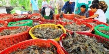 Xuất khẩu thủy sản tìm “vùng trú ẩn” giữa biến động thuế quan