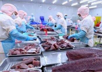 “Chạy đua” với thuế đối ứng, xuất khẩu thủy sản tăng hơn 17%