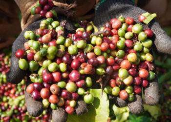 Coffee industry spots opportunity amid rising global prices
