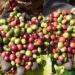Coffee industry spots opportunity amid rising global prices