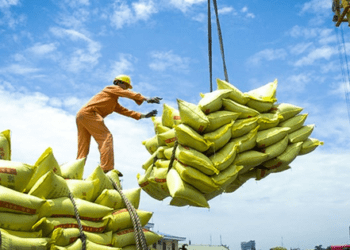 Doanh nghiệp gạo Việt Nam cầu cứu Bộ Công Thương giữa khó khăn xuất khẩu