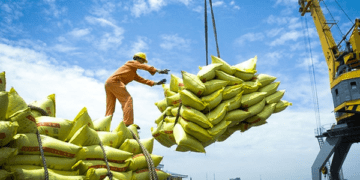 Doanh nghiệp gạo Việt Nam cầu cứu Bộ Công Thương giữa khó khăn xuất khẩu