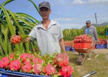 Dragon fruit exports plunge in June
