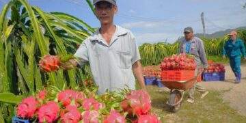 Dragon fruit exports plunge in June