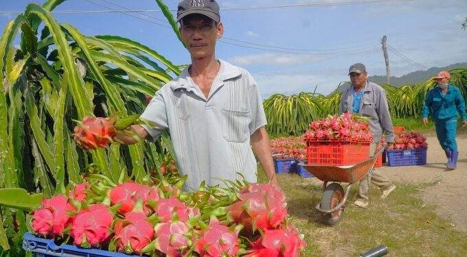 Dragon fruit exports plunge in June