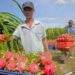 Dragon fruit exports plunge in June