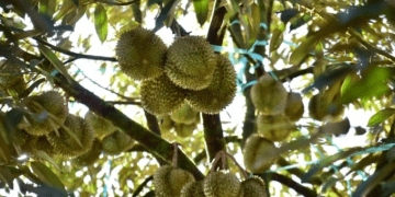 Farmer in Malaysia's Pahang caught transporting over 900 kilograms of illegally sourced Musang King, D24 durians