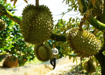 Fruit, vegetable exports to US surge by 67%