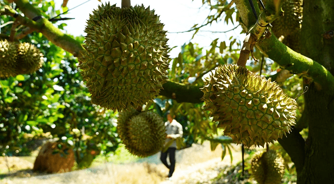 Fruit, vegetable exports to US surge by 67%