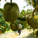 Fruit, vegetable exports to US surge by 67%