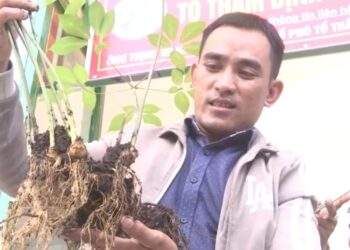 Hơn 2.000 lượt người đến tham quan, mua sắm tại Phiên chợ Sâm Ngọc Linh