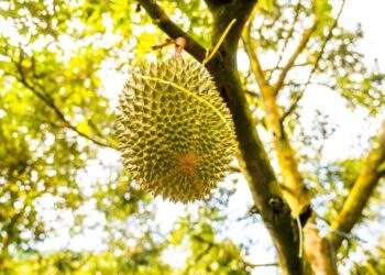 Illegal durian farm crackdown in Malaysia’s Pahang sees over 10,000 hectares cordoned off, 129 arrested