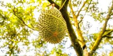 Illegal durian farm crackdown in Malaysia’s Pahang sees over 10,000 hectares cordoned off, 129 arrested