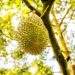 Illegal durian farm crackdown in Malaysia’s Pahang sees over 10,000 hectares cordoned off, 129 arrested