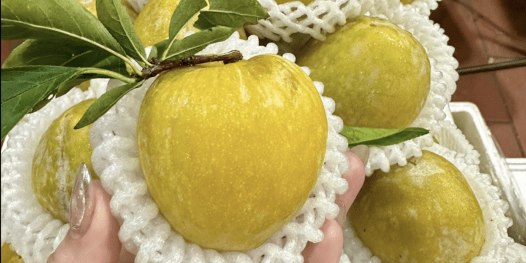 Mận cau Trung Quốc từng có giá 450 nghìn/kg, giờ rớt giá không ai ngờ