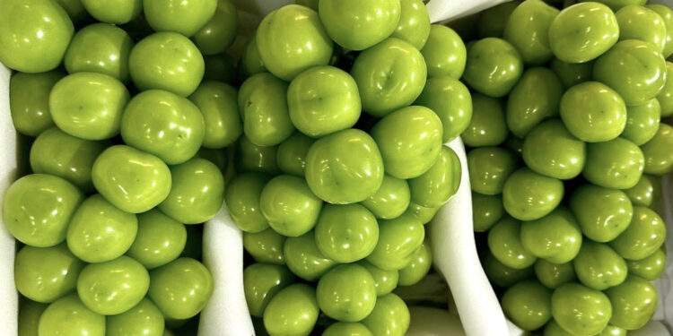 Nho sữa Trung Quốc loại bình dân chỉ còn 15.000 đồng/kg, ngang với mớ rau