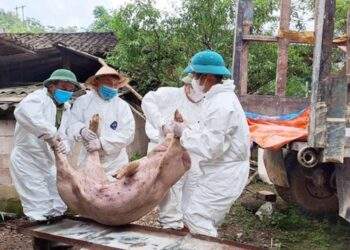 Phú Thọ đã tiêu hủy trên 2.100 tấn thịt lợn nhiễm dịch tả châu Phi