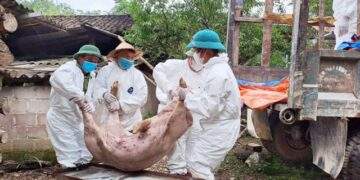 Phú Thọ đã tiêu hủy trên 2.100 tấn thịt lợn nhiễm dịch tả châu Phi