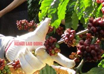 Tăng cao vút, nông dân phấn khởi trước vụ mới