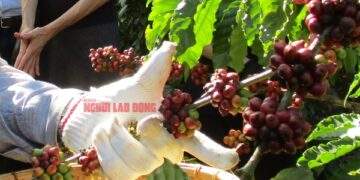 Tăng cao vút, nông dân phấn khởi trước vụ mới