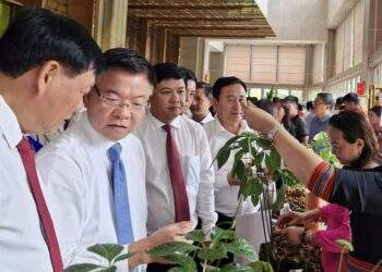 Tập đoàn Trường Hải nghiên cứu, chế biến sâm Ngọc Linh