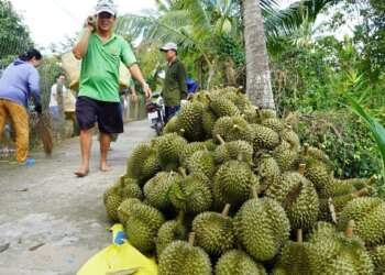 Vietnamese fruit, vegetable exports to China down by 15% in 2025