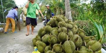 Vietnamese fruit, vegetable exports to China down by 15% in 2025