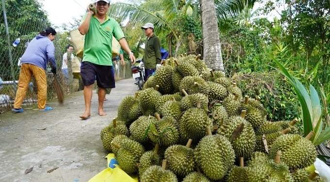 Vietnamese fruit, vegetable exports to China down by 15% in 2025