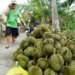 Vietnamese fruit, vegetable exports to China down by 15% in 2025