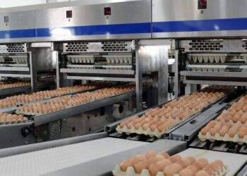 'Vua thép' tăng lợi nhuận nhờ... trứng gà