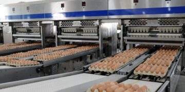 'Vua thép' tăng lợi nhuận nhờ... trứng gà