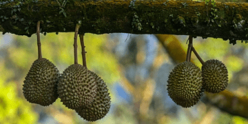 Why are over 3,000 durian trees being felled in Malaysia's major durian- producing region?