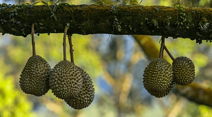 Why are over 3,000 durian trees being felled in Malaysia's major durian- producing region?