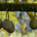 Why are over 3,000 durian trees being felled in Malaysia's major durian- producing region?