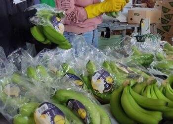 Xuất khẩu chuối sang Nhật Bản tăng trưởng thần tốc , vượt mặt chuối Philippines