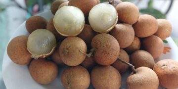Cabbage longan prices plunge to five-year low as supply soars