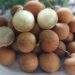 Cabbage longan prices plunge to five-year low as supply soars