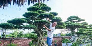 Cận cảnh bộ 3 cây sanh cổ định giá 'triệu đô' ở Ninh Bình