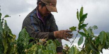 Coffee exports hit record high