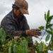 Coffee exports hit record high
