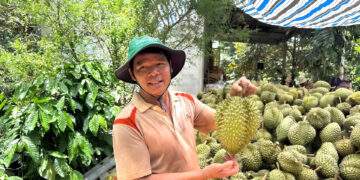 'Con đường sầu riêng' nhộn nhịp suốt ngày đêm, nông dân lãi tiền tỷ